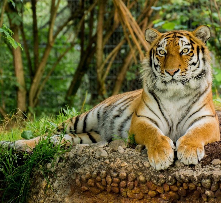 A photo of a stunning tiger laying on rocks in a zoo