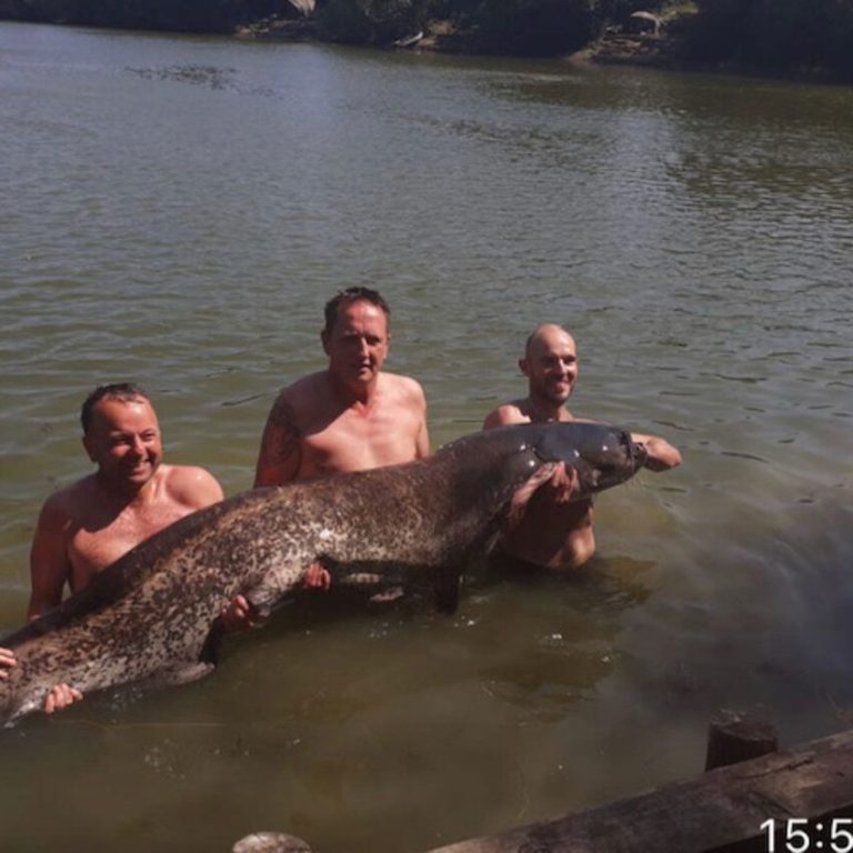 A photo of three men in a lake holding a huge catfish caught in the UK