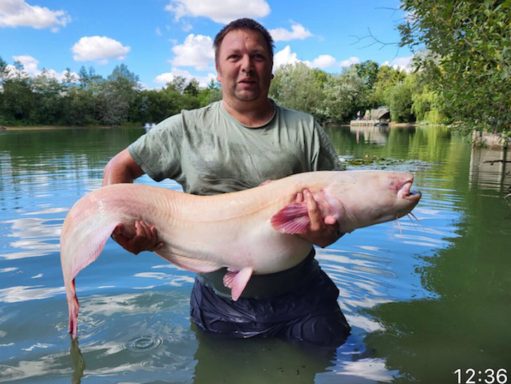 A fisherman waist-deep in a lake holding a large white catfish.