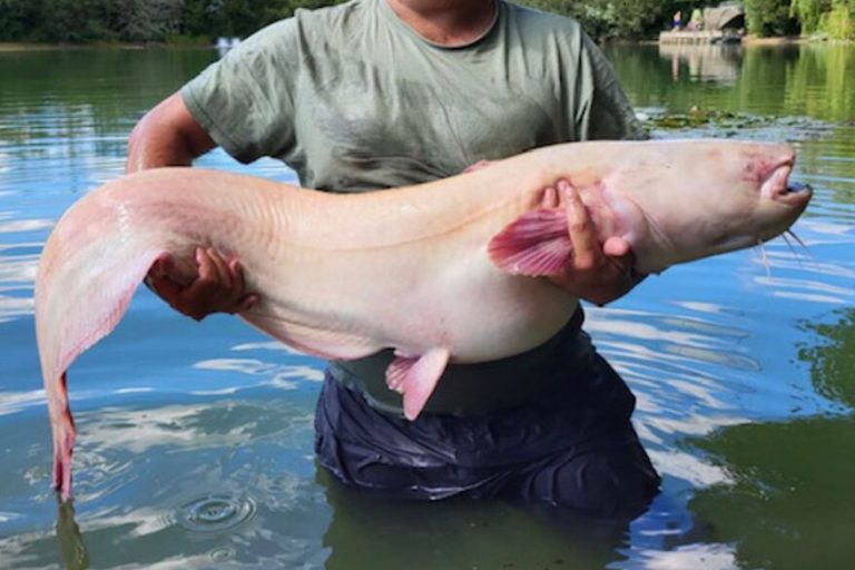 A photo of a fisherman waist-deep in a lake holding a large white catfish