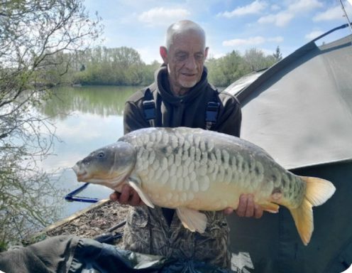 A fisherman holding up a large mirror carp with lots of scales.