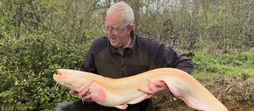 A photo of a man looking at the white catfish in his hands.