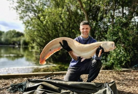 A photo of a fisherman on the bank holding up a white catfish.