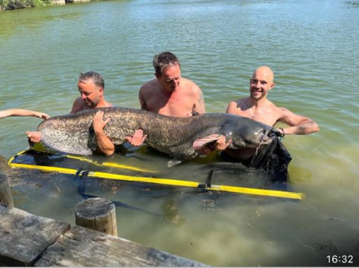 A photo of three men in a lake all holding up a huge catfish