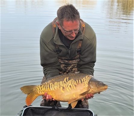 A photo of a mirror carp being introduced to a new lake.